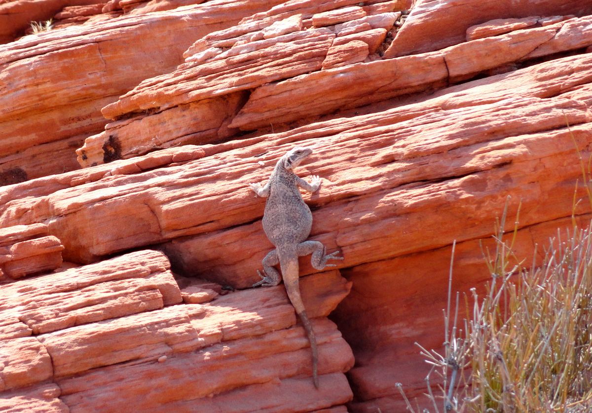 A gray lizard clings to layered red-orange sandstone rock, with dry grass in the lower right corner.